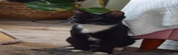 Mixed Breed cats for sale: Beautiful 5 months male cat looking for  home  - Advert 1