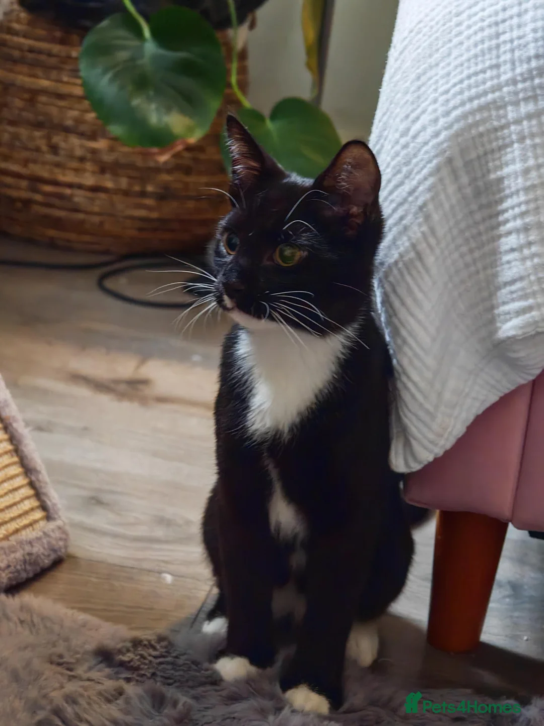 Mixed Breed cats for sale: Beautiful 5 months male cat looking for  home  - Advert 1