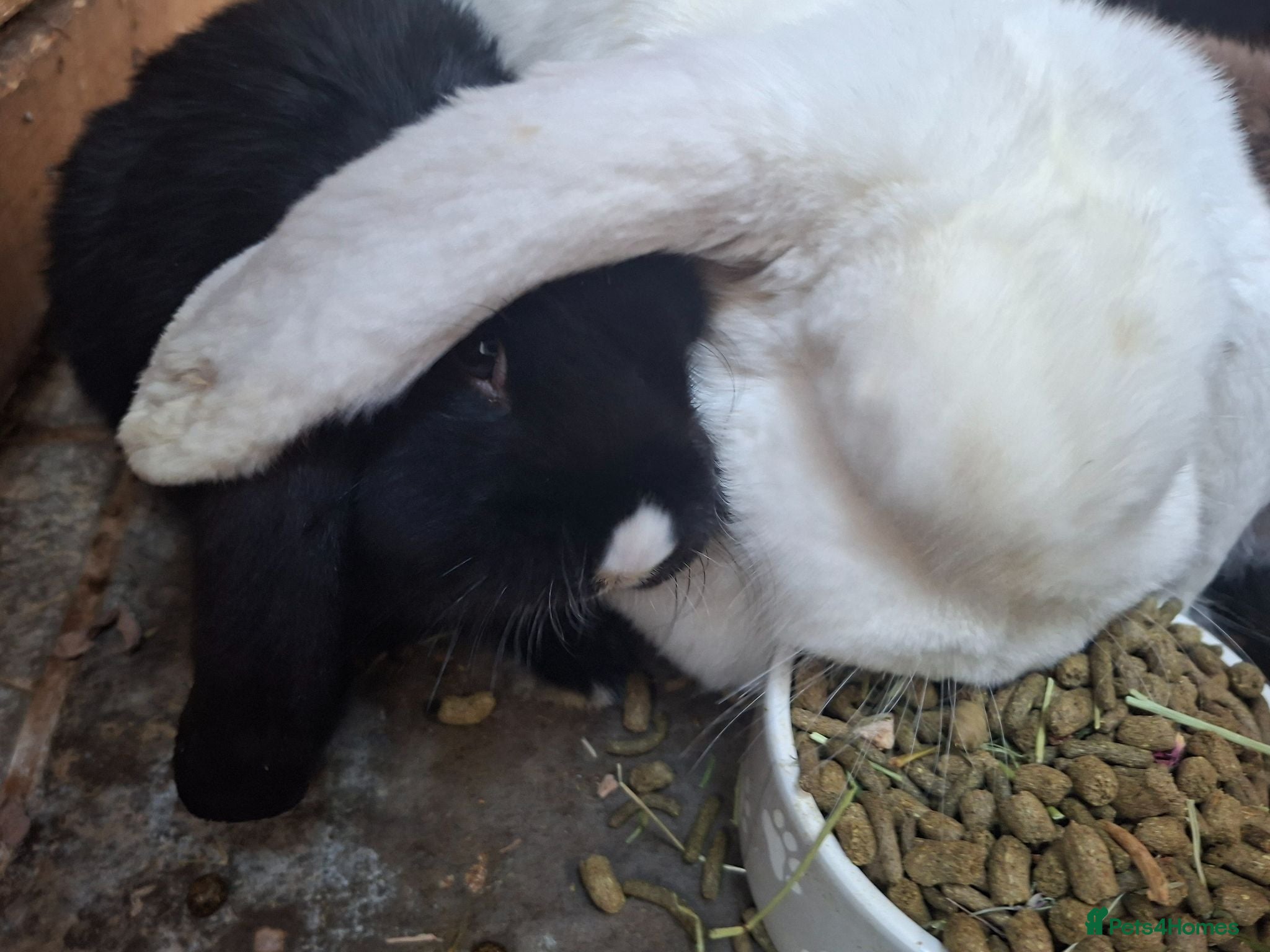 French Lop rabbits READY SOON vaccinated french lop babies - Advert 2