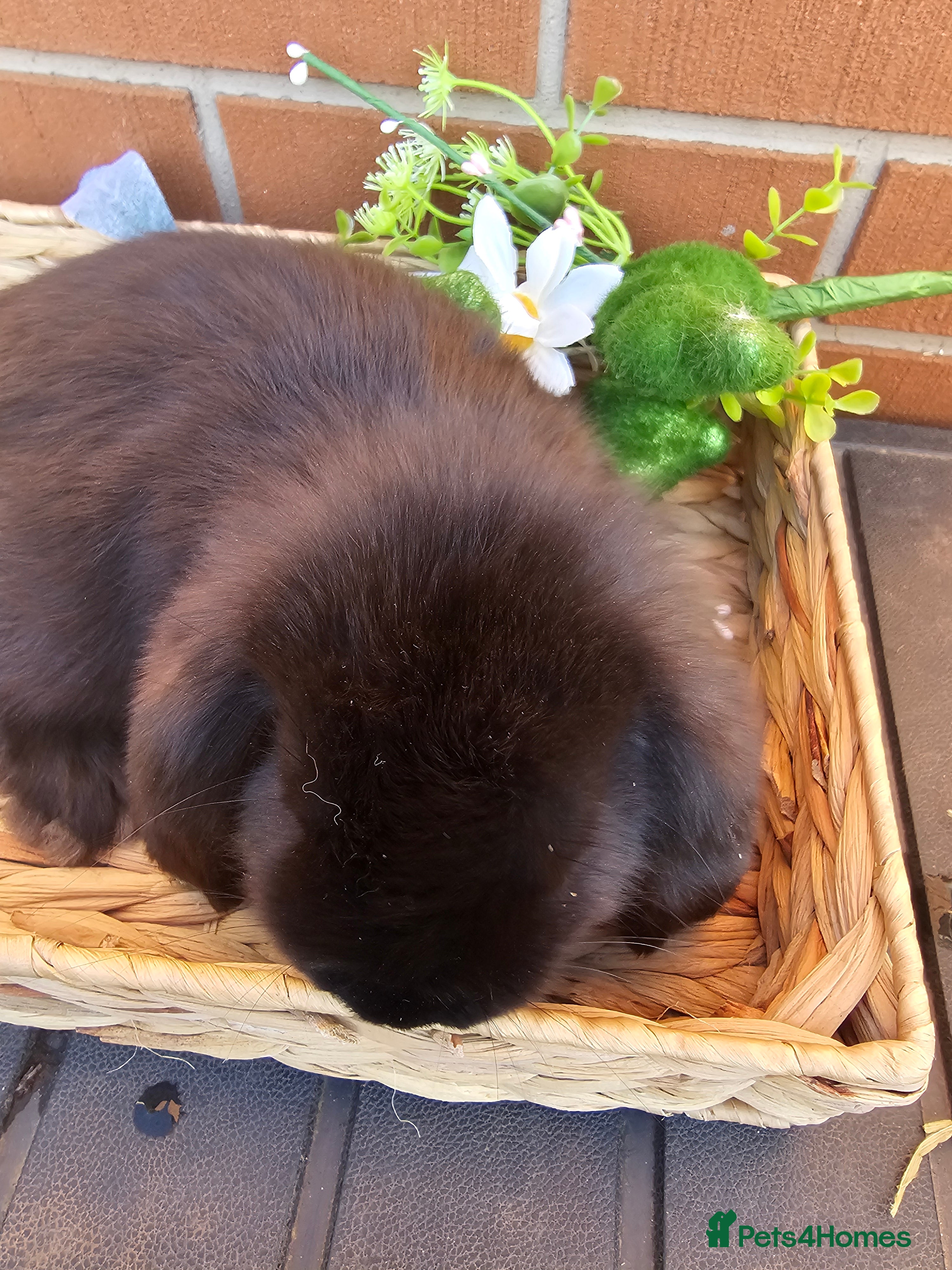 French Lop rabbits Giant French Lop Babies - Advert 4
