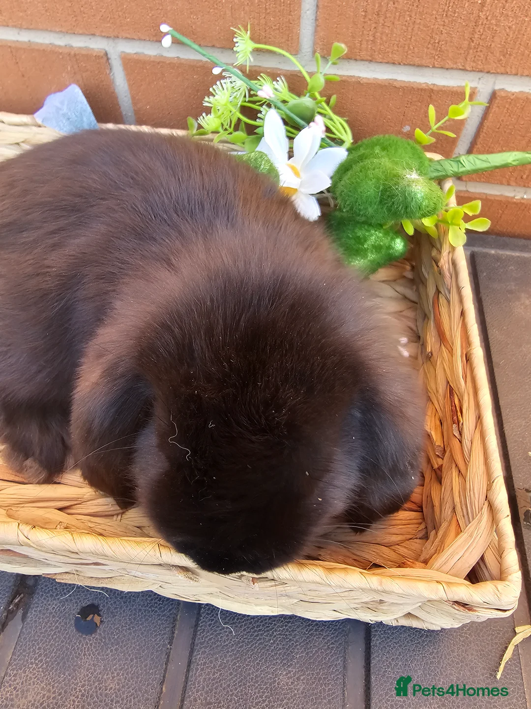 French Lop rabbits for sale: Giant French Lop Babies 2 still looking for a home - Advert 1