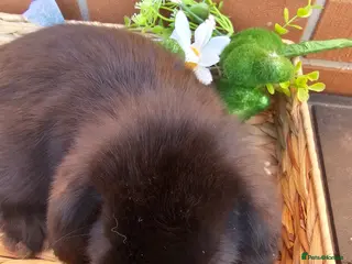 French Lop rabbits Giant French Lop Babies - Advert 4