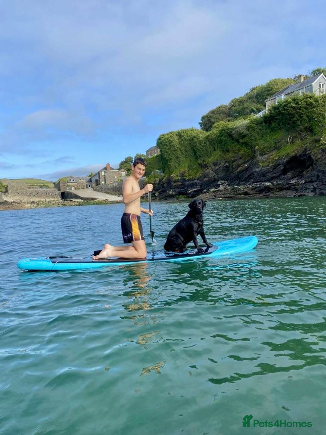 Labrador Retriever dogs for sale: Drakeshead Labrador Puppies in Wadebridge - Image 11