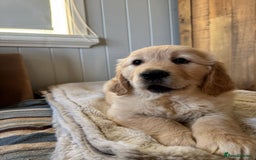 Golden Retriever dogs for sale: Golden Retriever Puppies ready to go now - Image 4