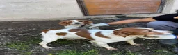 Brittany Spaniel dogs for adoption: Unique in Alfreton - Advert 7