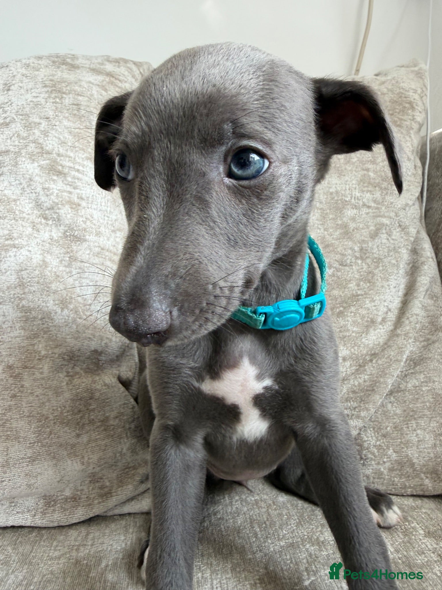 Whippet dogs I BEAUTIFUL GIRL LEFT READY THIS  WEEK 💗 - Advert 11