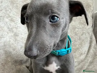 Whippet dogs I BEAUTIFUL GIRL LEFT READY THIS WEEK 💗 - Advert 11
