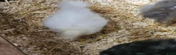 Chickens poultry for sale: Polkies and silkies for sale  - Advert 13