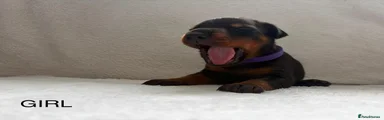 Dobermann 7