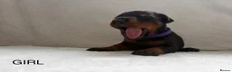 Dobermann dogs for sale: KC REGISTERED - DOBERMAN PUPPIES in Saint Helens - Advert 11