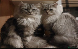 Maine Coon cats for sale: 3 beautiful Maine coon babies READY NOVEMBER - Image 18