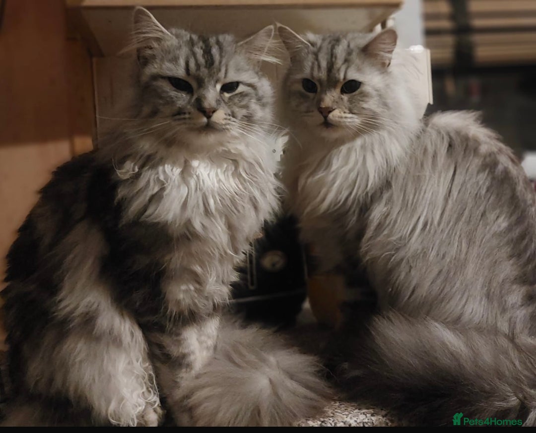 Maine Coon cats for sale: 3 beautiful Maine coon babies READY NOVEMBER - Image 18