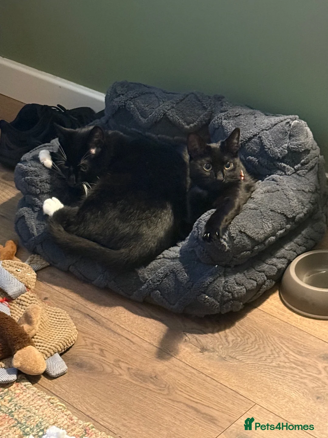Domestic Shorthair cats for sale: Socks & Sage – Bonded Brother & Sister in Liverpool - Advert 2