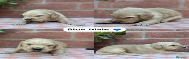 Blue Collar Male