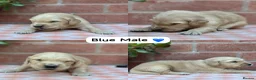 Golden Retriever dogs for sale: HEALTH TESTED PEDIGREE KC GOLDEN RETRIEVER PUPPIES - Advert 6