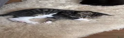 Mixed Breed cats for sale: Gorgeous Cuddley Kittens - Advert 6