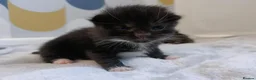British Shorthair cats for sale: 5 beautiful kittens distinctive markings - Advert 25