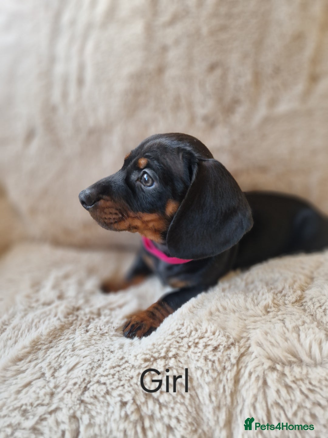 Miniature Dachshund dogs for sale: 💖 last Girl 💖 PRA clear. READY TO LEAVE. - Advert 2