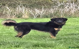 Mixed Breed dogs for adoption: Buddy Needs a Very Special Home - Image 2