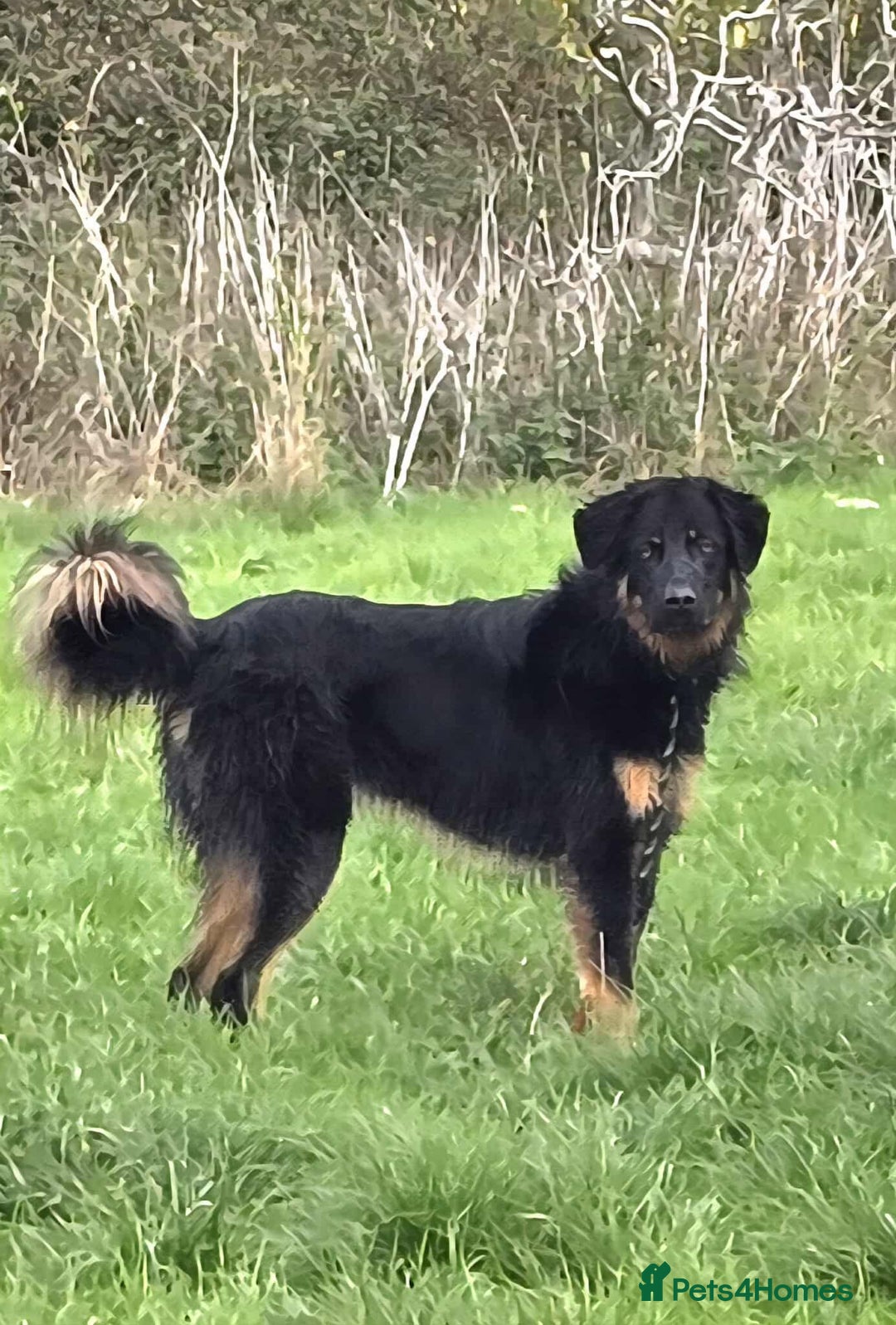 Mixed Breed dogs for adoption: Buddy Needs a Very Special Home - Image 2