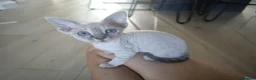 Devon Rex cats for sale: Devon Rex kittens pointed💙blue eyes💙 - Advert 35