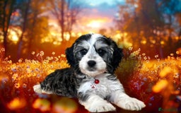 Cockapoo dogs for sale: ⭐️RARE Silver Phantom, VET ✅ & DNA CLEAR Cockapoo - Image 1