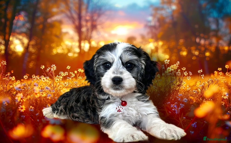 Cockapoo dogs - Advert 2