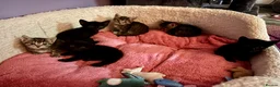 British Shorthair cats for sale: Last tabby boy! - Advert 3