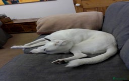 Mixed Breed dogs for adoption: Meet KERA !  A lovely girl - for a Loving Home - Image 17