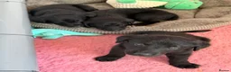 Borador dogs for sale: Borador puppies for sale  - Advert 17