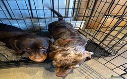 Miniature Dachshund dogs for sale: 2 Amazing girls - Advert 4