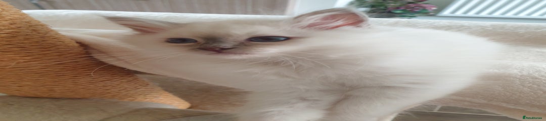 Birman Kitten 1