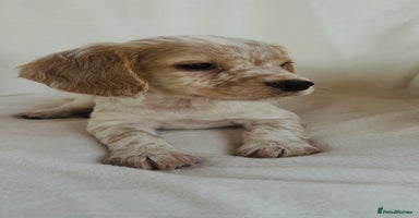 Cocker Spaniel dogs - Advert 10