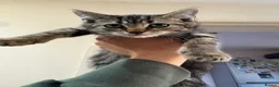 Mixed Breed cats for sale: 3 playful mixed breed kittens in London - Advert 2