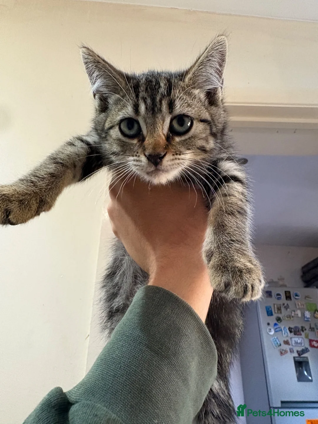 Mixed Breed cats for sale: 3 playful mixed breed kittens in London - Advert 2