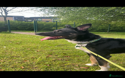 Border Collie dogs for sale: Loki nearly 4 year old border collie  - Image 4