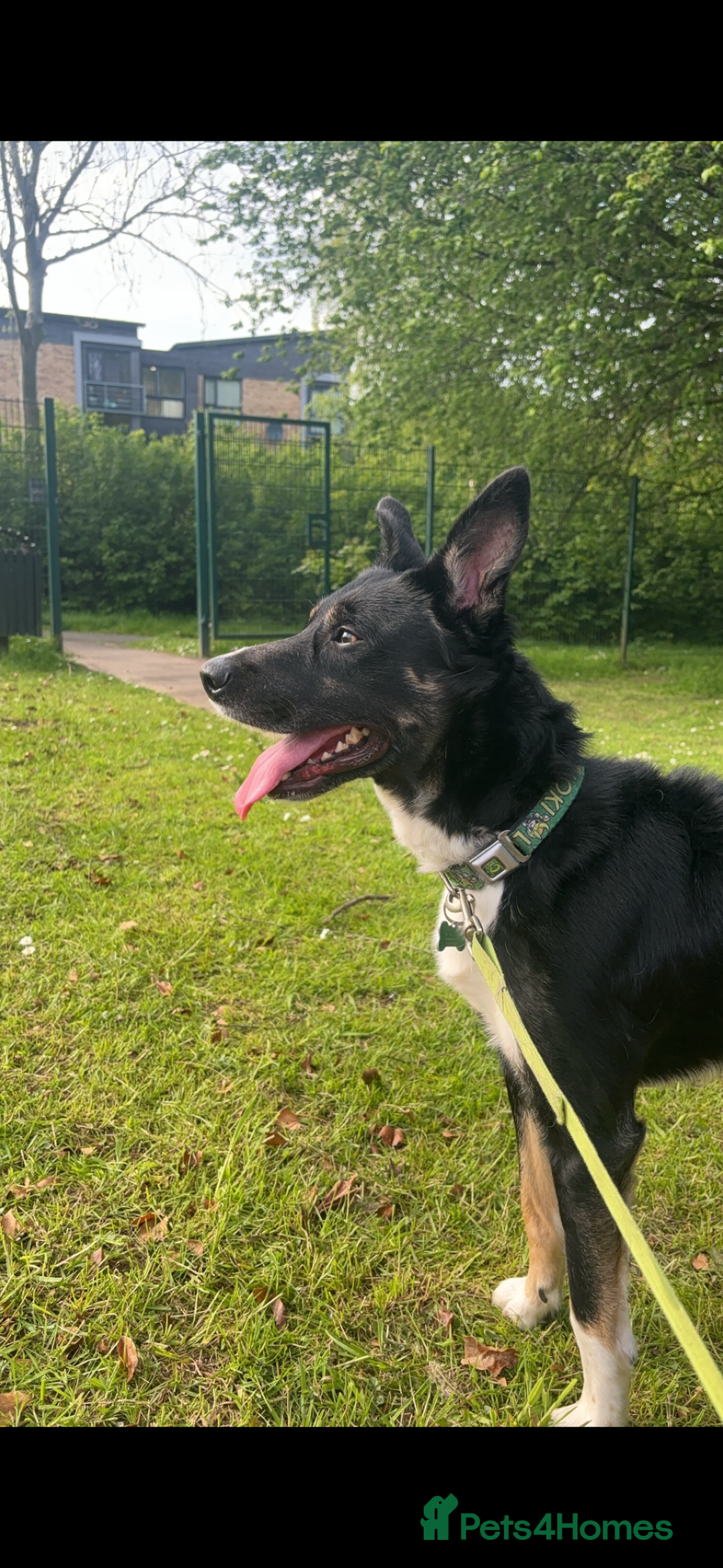 Border Collie dogs for sale: Loki nearly 4 year old border collie  - Image 4