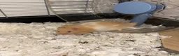 Hamster rodents for sale: Hamster for rehoming - Advert 2