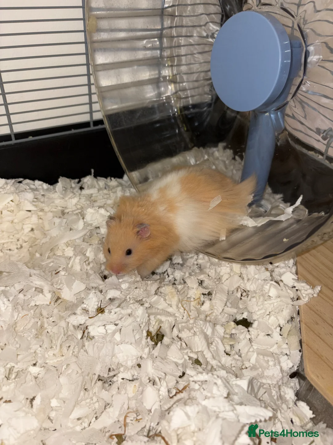 Hamster rodents for sale: Hamster for rehoming - Advert 2