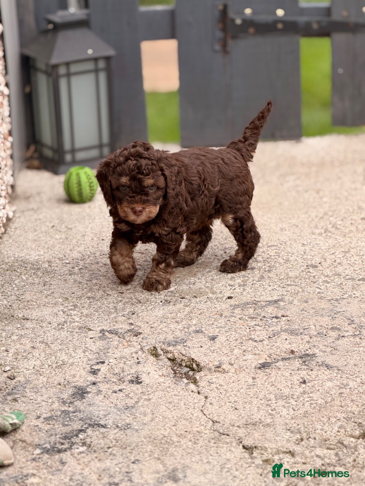 Cockapoo dogs Chocolate Phantom Female - Advert 1