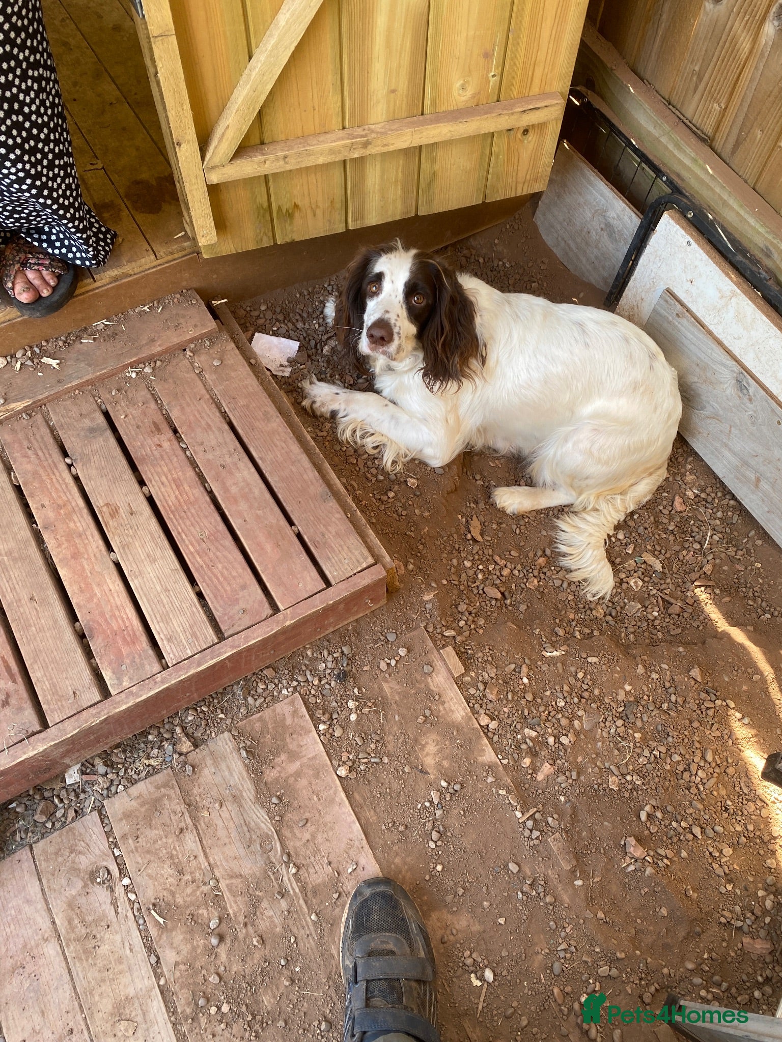 English Springer Spaniel dogs English Springer Spaniel Puppies  - Advert 2