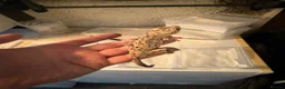 Gecko reptiles for sale: Geckos for sale  - Advert 4