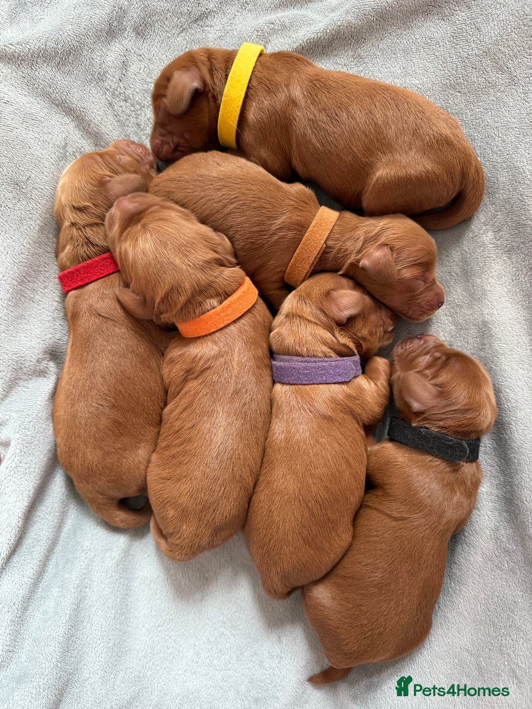 Cockapoo dogs for sale: Health Tested Miniature Cockapoo’s  - Image 7