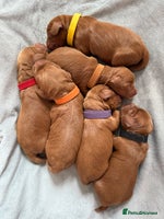 Cockapoo dogs - Advert 13