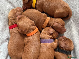 Cockapoo dogs - Advert 11