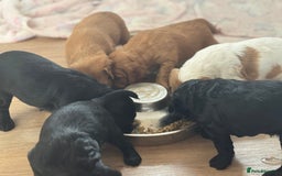 Mixed Breed dogs for sale: ⭐️ beautiful girl looking for her forever home ⭐️ - Image 4