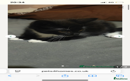American Shorthair cats for sale: American shorthair kitten - Image 1