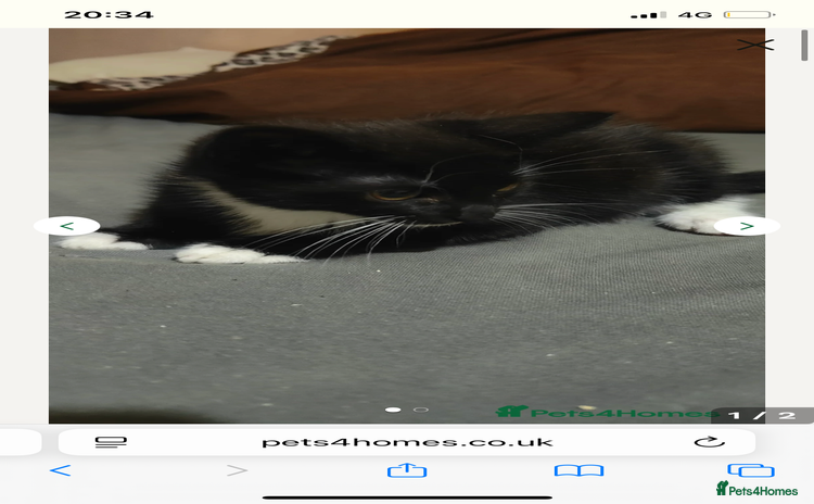 American Shorthair cats - Advert 13