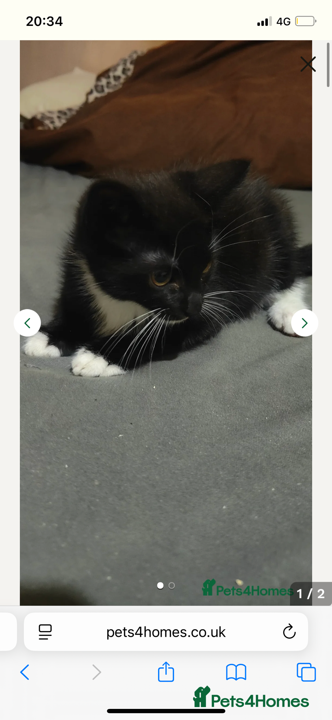 American Shorthair cats for sale: American shorthair kitten - Image 1