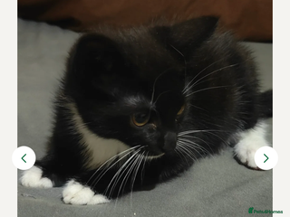 American Shorthair cats - Advert 31